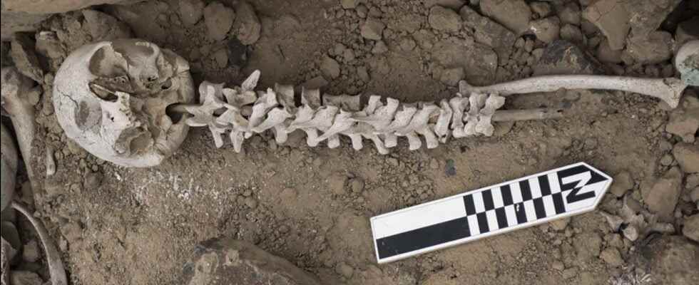 Skewers ​​of human vertebrae 600 years ago