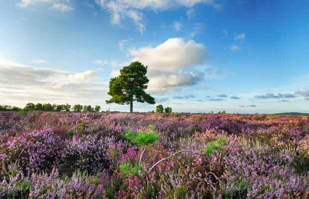 The New Forest National Park UK