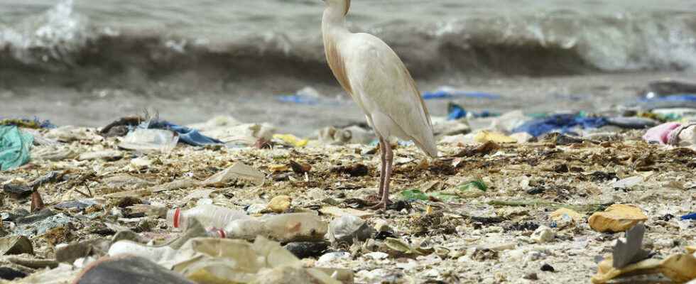 The contours of a future international treaty against plastic pollution