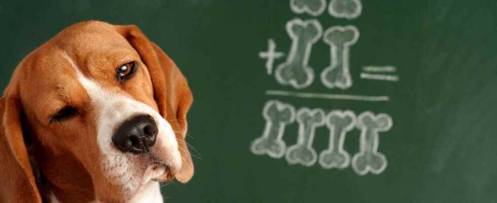 The top 10 smartest dog breeds