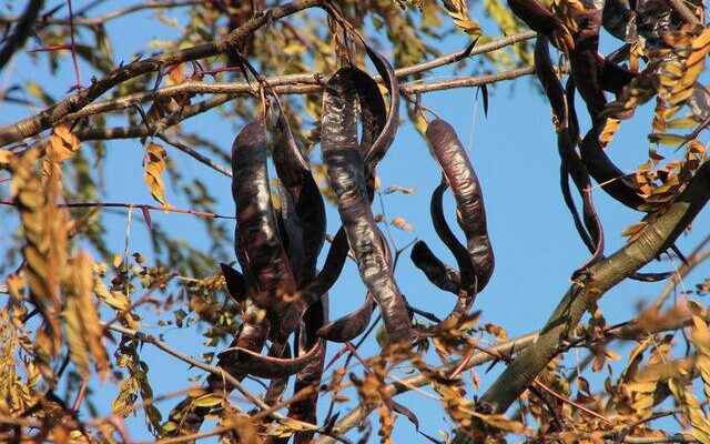 Unknown benefits of panacea carob