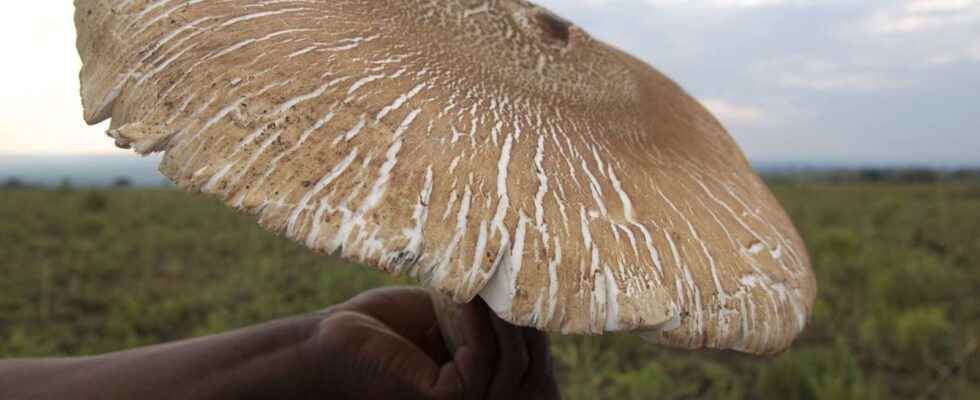 What is the largest edible mushroom in the world