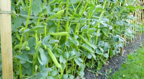 When and how to sow broad beans