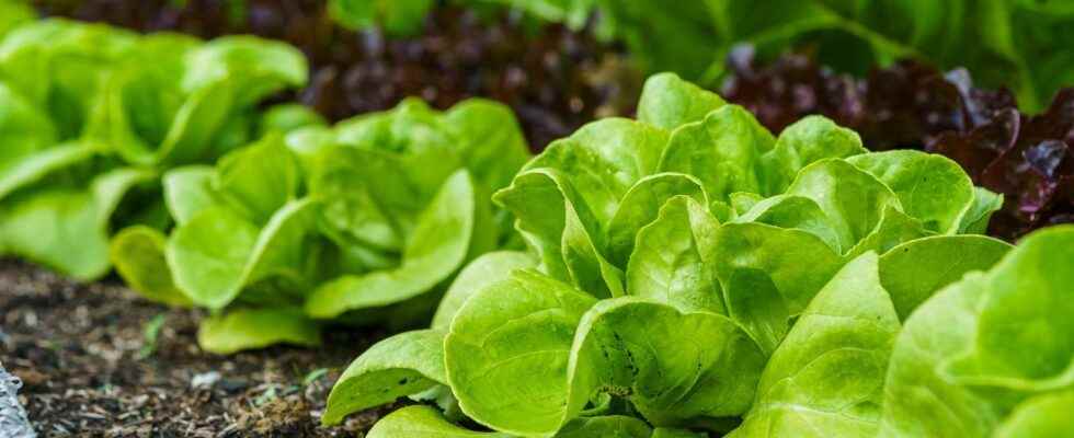 When and how to sow spring lettuces