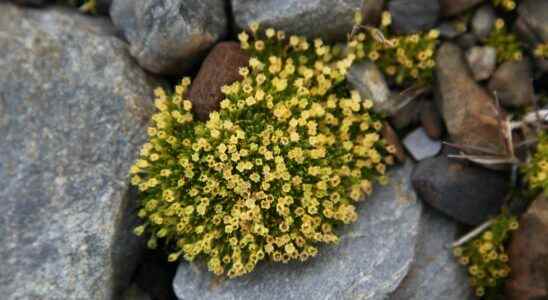 Why Plant Expansion in Antarctica Worries Scientists