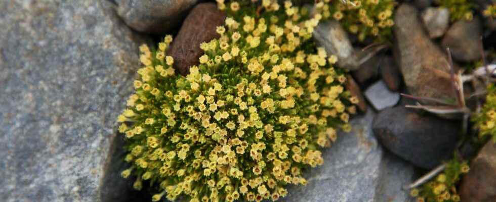 Why Plant Expansion in Antarctica Worries Scientists