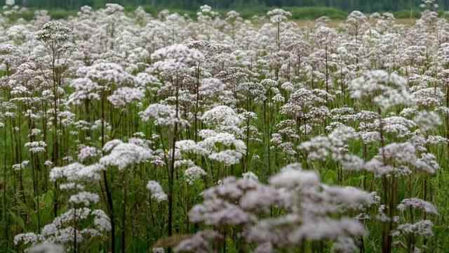 Dr Forman says plants often seen on the coast, such as parsnip grass, grow near inland roads due to salinization.