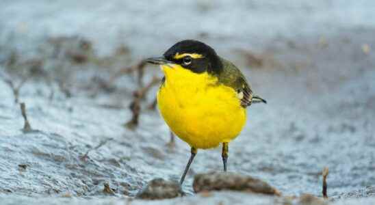 All about the great animal migrations in photos