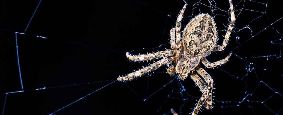 Animals of science these spiders that weave their web to