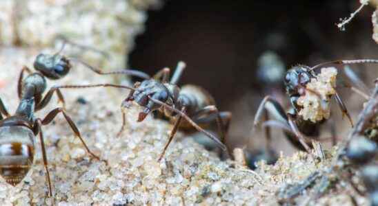 Ants can detect cancer