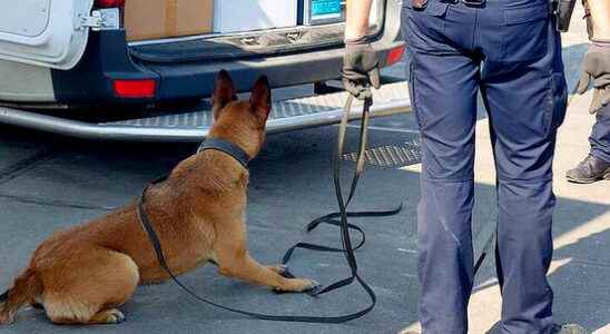 Arrests and illegal goods seized during control in Utrecht port