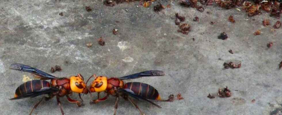 Asian giant hornets trapped by their sexual appetite