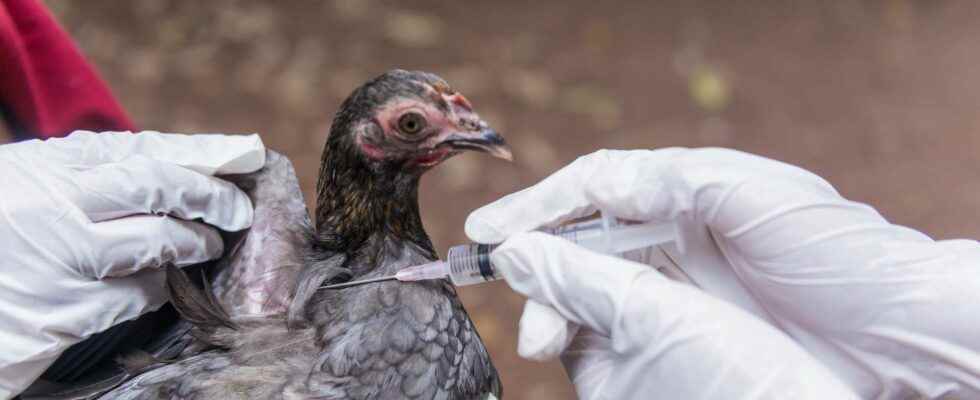 Avian flu a new outbreak in Ille et Vilaine