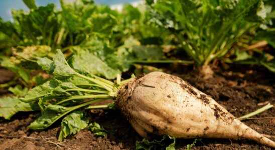 Beet cultivation immersion with a farmer