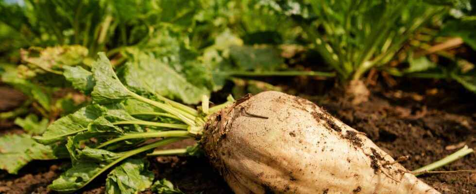 Beet cultivation immersion with a farmer