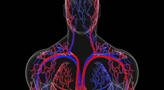 Circulatory system definition list human anatomy