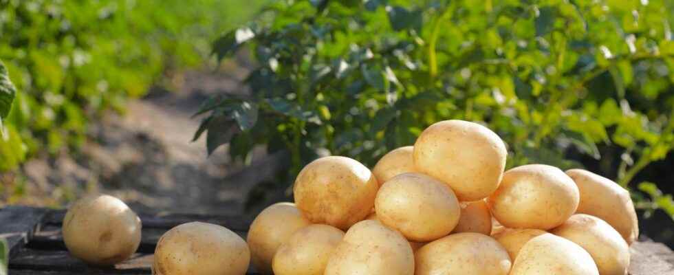 Early potatoes when and how to plant them