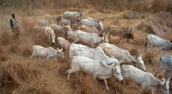 FAO and the World Bank in South Sudan to revive