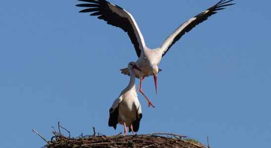 First official spring day and the storks and motorcyclists are