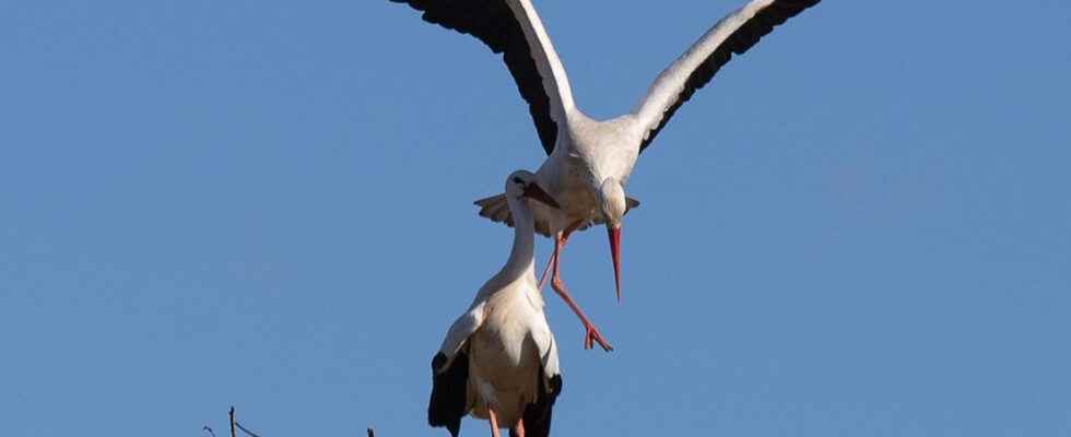 First official spring day and the storks and motorcyclists are