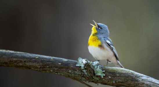 Global warming forces birds to lay eggs earlier