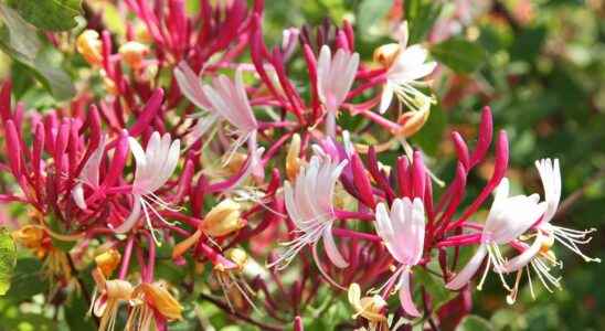 Honeysuckle what is it