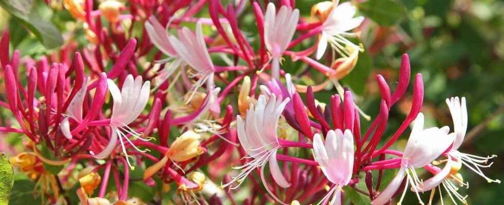 Honeysuckle what is it