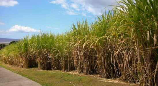 How is biofuel made from sugar cane