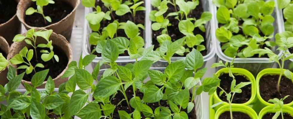 How to sow vegetables from the sun under cover