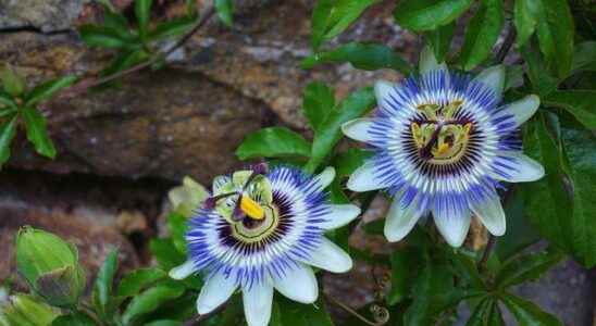 Increases sexual power instantly Fruit of the Passiflora plant