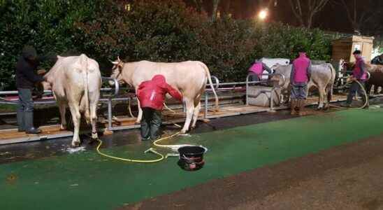 Its 6 am in Paris the cattle at the Salon