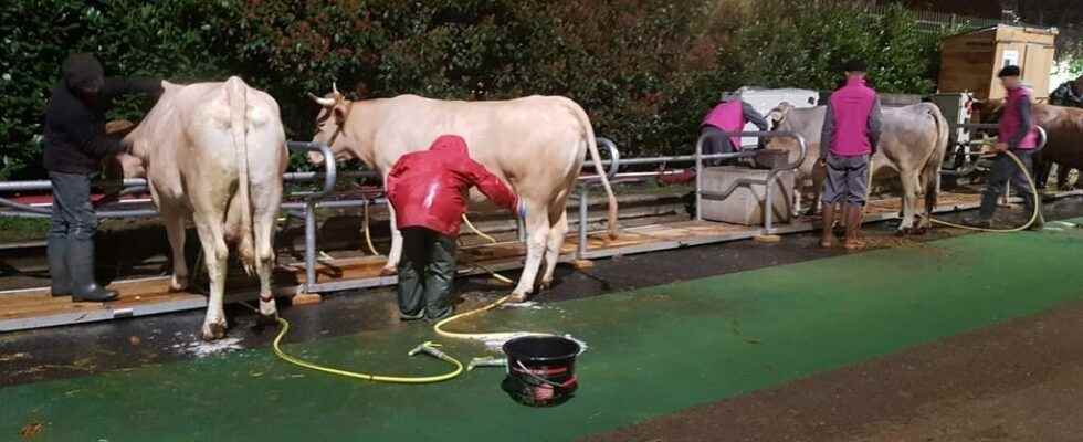 Its 6 am in Paris the cattle at the Salon