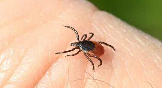 Lyme disease the Haute Autorite de Sante specifies the course