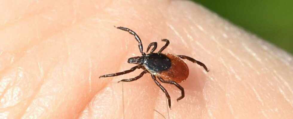 Lyme disease the Haute Autorite de Sante specifies the course