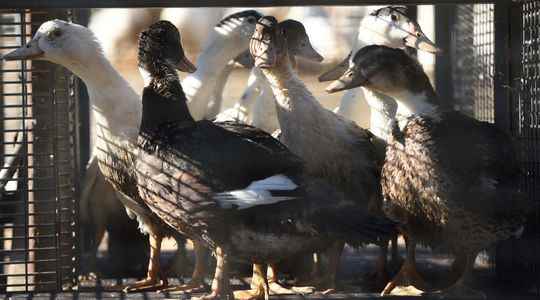 MAP Avian flu wreaks havoc in France ten million poultry