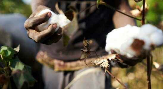 Mali regains its position as the leader in cotton production