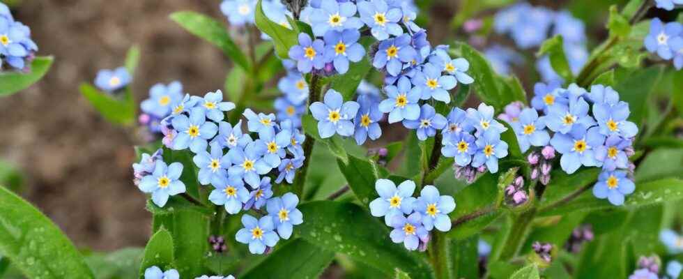 Myosotis what is it