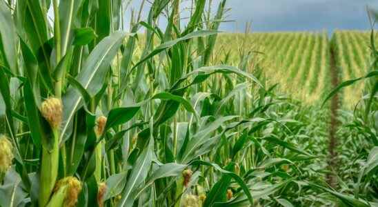 NASA projections for cereal crops to 2100 under pressure from