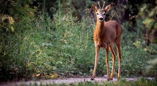 Nature organizations ask for peace during the breeding season