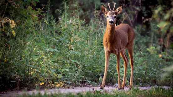 Nature organizations ask for peace during the breeding season