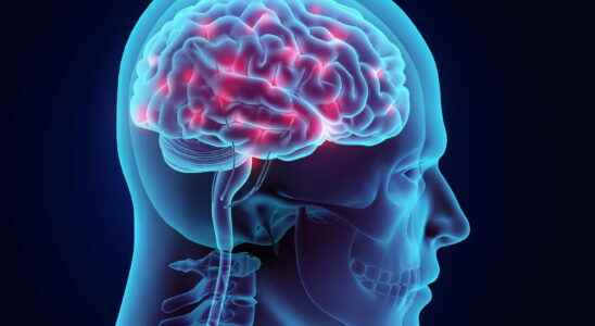 Nervous system organs role diagram examinations