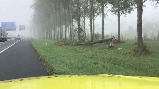 Sick trees risk for A12 traffic Rijkswaterstaat intervenes