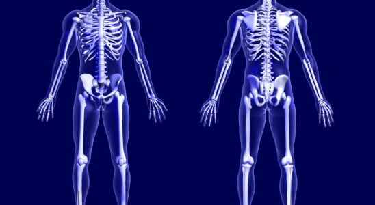 Skeletal system definition function image