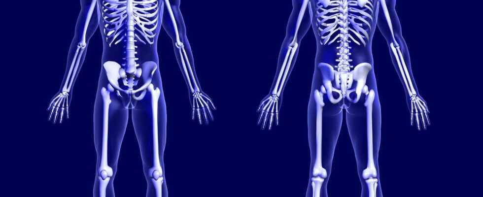 Skeletal system definition function image