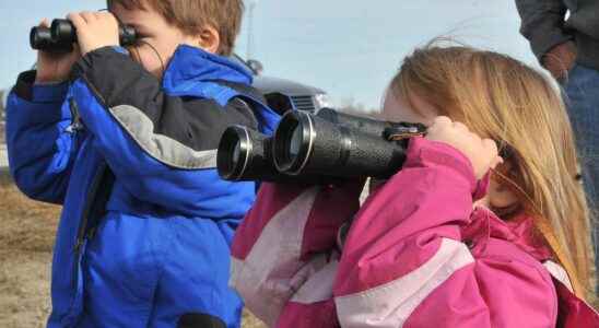 Staff at Lambton Heritage Museum watching skies for tundra swans