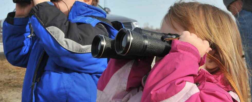 Staff at Lambton Heritage Museum watching skies for tundra swans