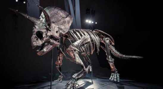 This Triceratops skeleton is the most complete in the world