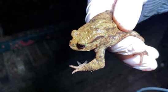 Toads walking en masse rescue team in Zeist is running