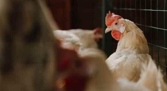 Transport ban in Utrecht region after bird flu outbreak at