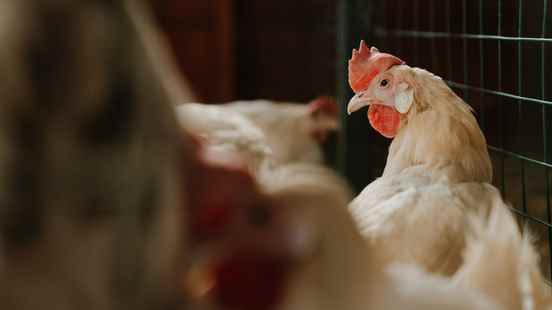 Transport ban in Utrecht region after bird flu outbreak at